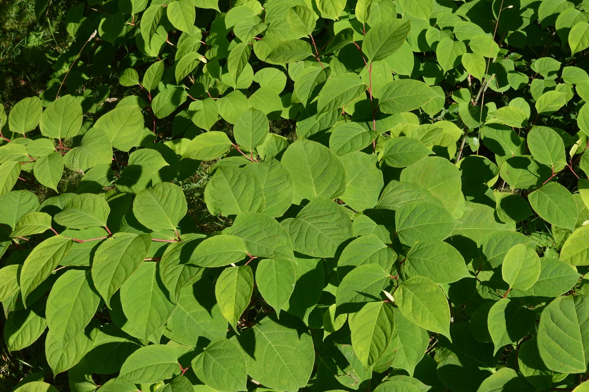 Japanese knotweed